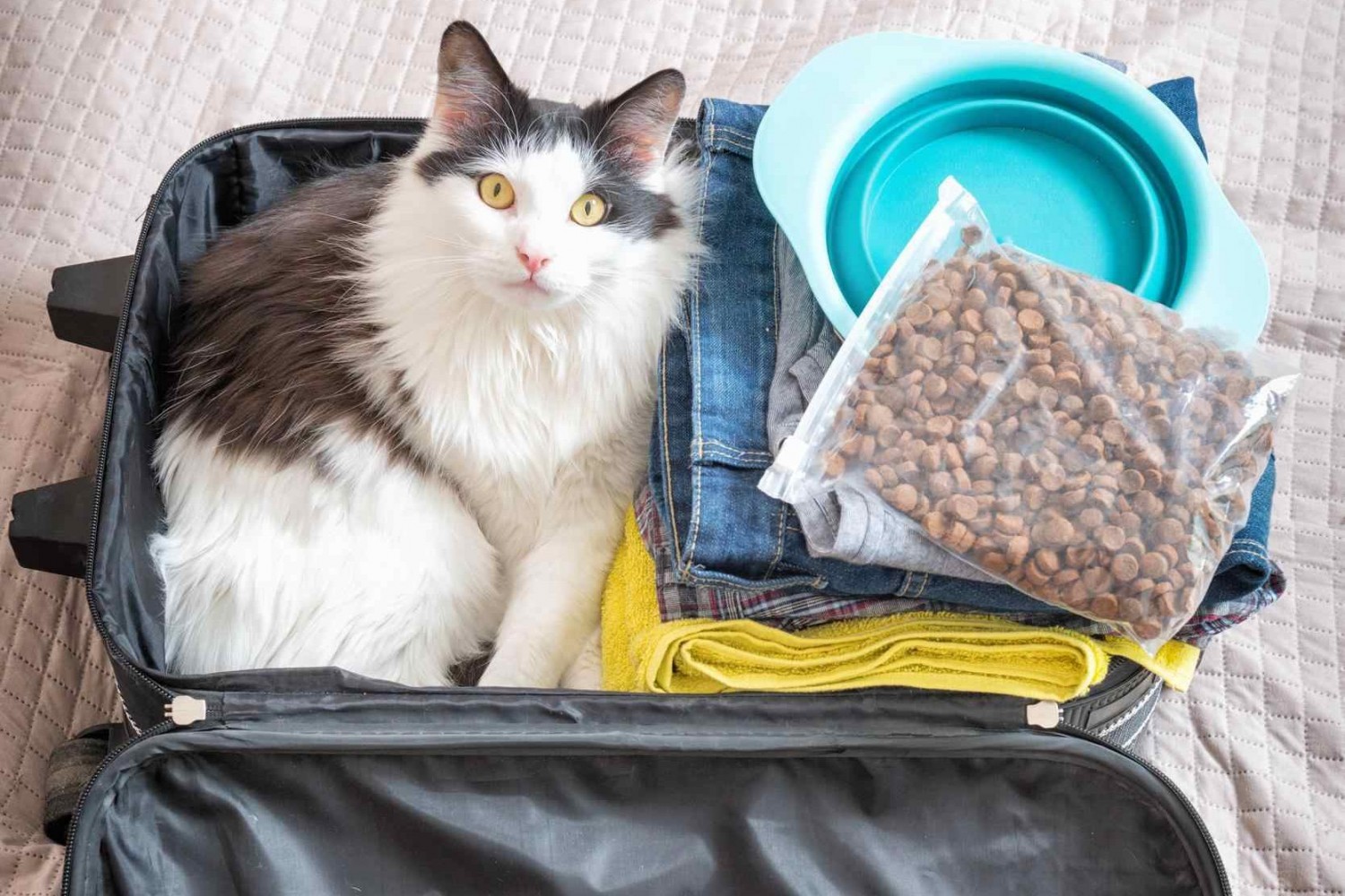Cat Sitting in a Suitcase Next to Clothes and a Food Bowl Cat Sitting in a Suitcase Next to Clothes and a Food Bowl