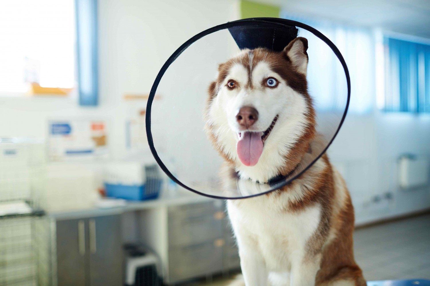 Husky Wearing Veterinary Cone Husky Wearing Veterinary Cone