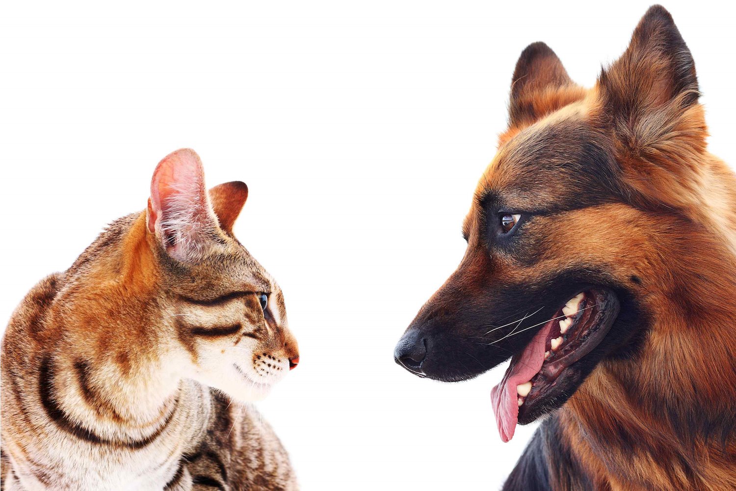 Dog and Cat Looking at Each Other Dog and Cat Looking at Each Other