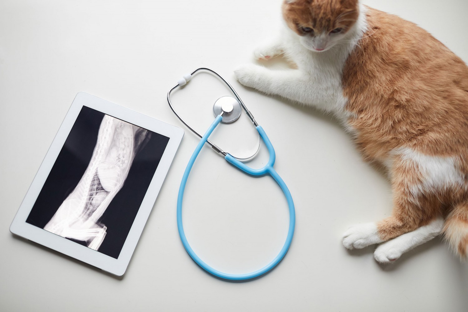Cat Laying Down Next to a Stethoscope Cat Laying Down Next to a Stethoscope