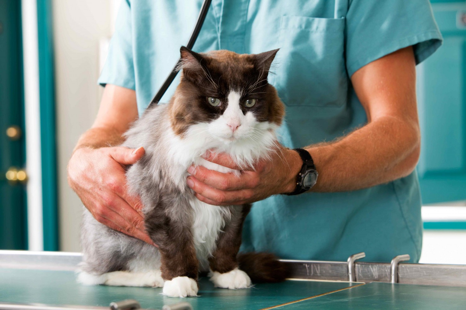 Veterinarian Examining Cat Veterinarian Examining Cat