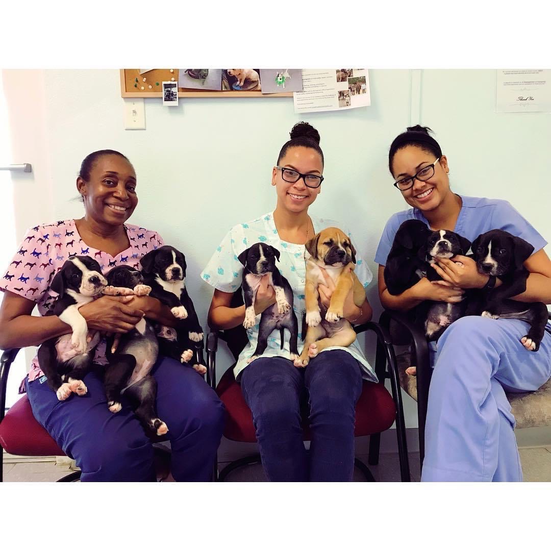 Staff with LOTS of puppies