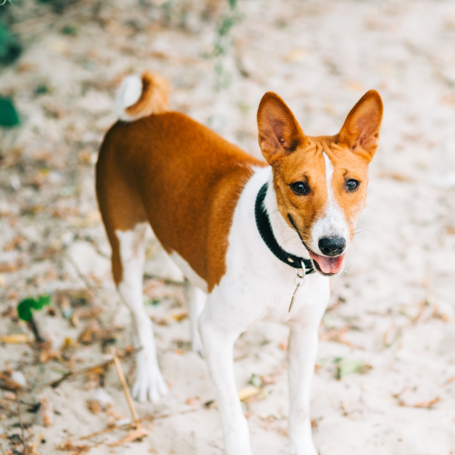 Dog on beach